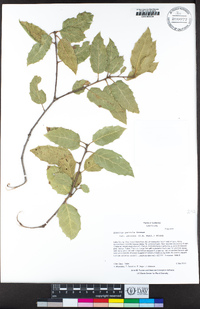 Quercus parvula image