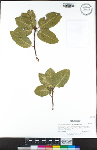 Quercus parvula var. shrevei image