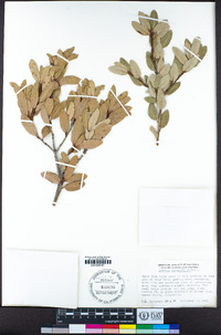 Quercus vacciniifolia image