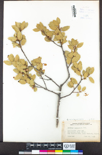 Quercus wislizeni image