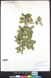 Quercus wislizeni image