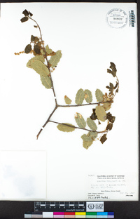 Quercus wislizeni image