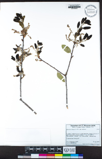 Quercus wislizeni image