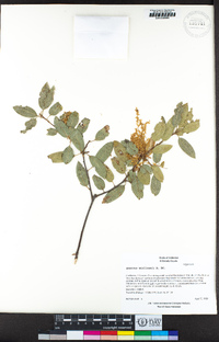 Quercus wislizeni image