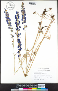 Delphinium hansenii image