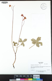 Delphinium nudicaule image