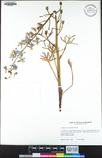 Delphinium recurvatum image