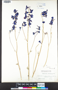 Delphinium variegatum image