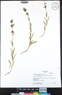 Penstemon rydbergii image