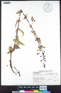 Penstemon spectabilis var. spectabilis image