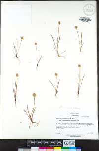 Plantago erecta image