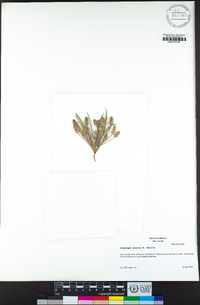 Plantago erecta image