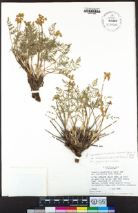 Pteryxia terebinthina var. terebinthina image