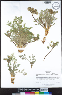 Lomatium macrocarpum image