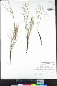 Lomatium marginatum var. marginatum image
