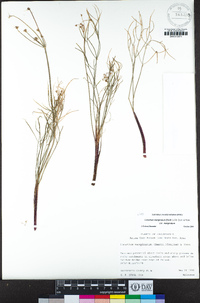 Lomatium marginatum image