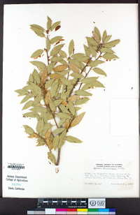 Quercus chrysolepis image