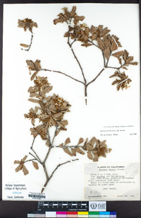 Quercus durata var. durata image