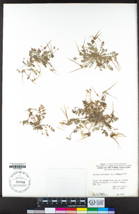 Erodium cicutarium image