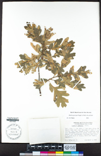 Quercus garryana image