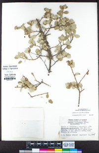 Quercus john-tuckeri image