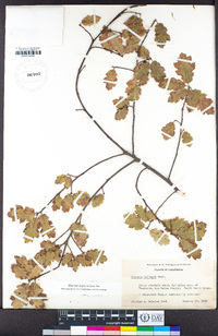 Quercus kelloggii image