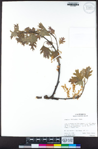 Quercus kelloggii image