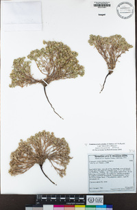 Greeneocharis similis image