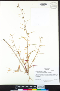 Clarkia xantiana image
