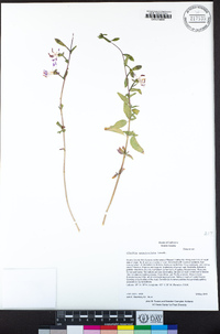 Clarkia unguiculata image