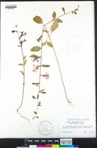 Clarkia unguiculata image