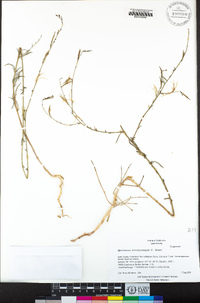 Epilobium brachycarpum image