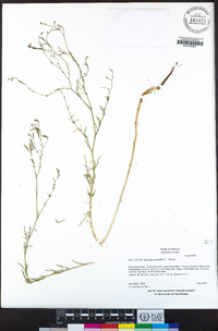 Epilobium brachycarpum image