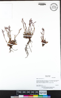 Rumex acetosella image