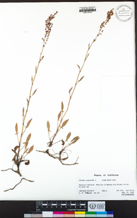 Rumex acetosella image