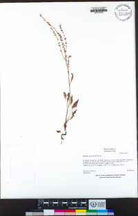 Rumex acetosella image