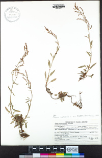 Rumex acetosella image