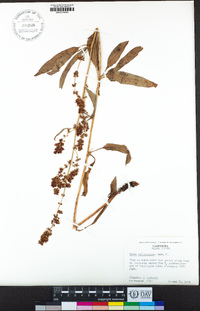 Rumex californicus image