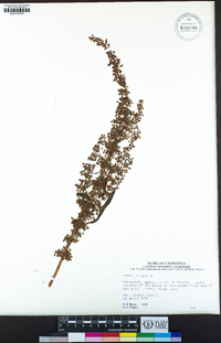 Rumex crispus image