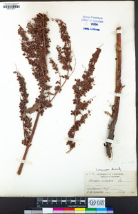 Rumex crispus image