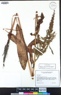 Rumex crispus image