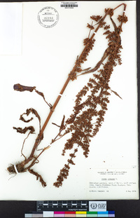 Rumex crispus image