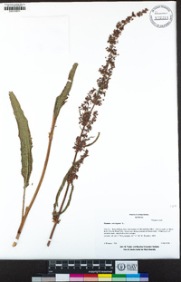 Rumex crispus image