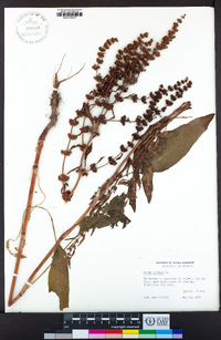 Rumex pulcher image