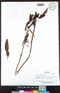 Rumex salicifolius image