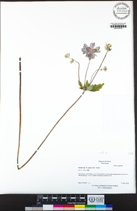 Eriocapitella hybrida image