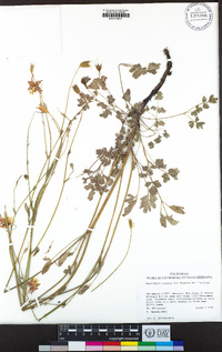 Aquilegia eximia image