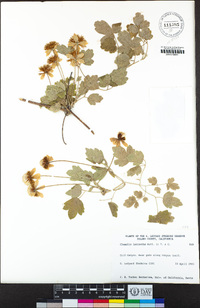 Clematis lasiantha image