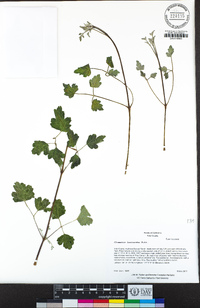 Clematis lasiantha image