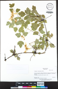 Clematis lasiantha image